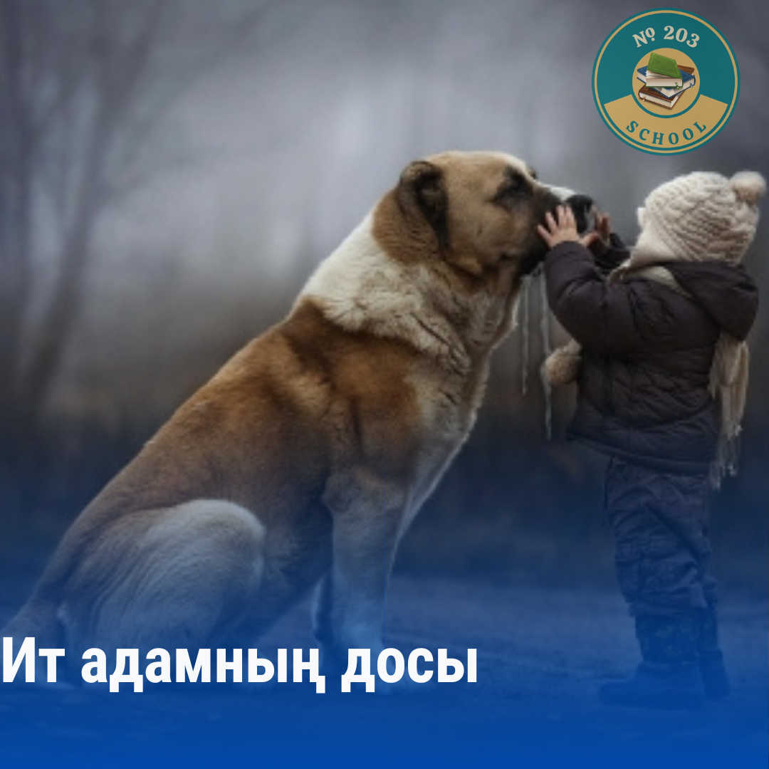 "Ит-адамның досы" атты ашық сабақ